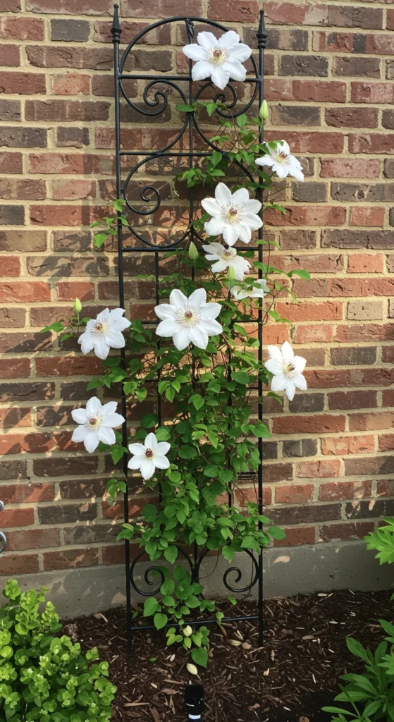 Wrought Iron Trellis